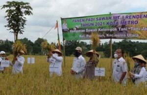 Walikota Metro Wahdi Panen Raya Padi Persawahan di Purwoasri Metro Utara