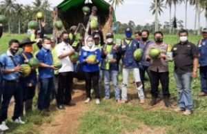 Ketua Fraksi NasDem Provinsi Lampung Siti Rahmah Panen Raya Semangka di Pringsewu