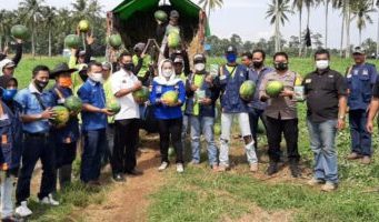 Ketua Fraksi NasDem Provinsi Lampung Siti Rahmah Panen Raya Semangka di Pringsewu