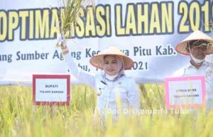 Bupati Hj. Winarti Panen RayabPadi Inbrida Impara