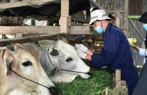 Hewan Qurban di Kota Padang Panjang Mengalami Kenaikan Sebesar 9,2%