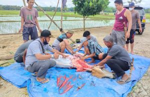 Rayakan Idul Adha 1442 H, Kecamatan Ngambur Potong Satu Ekor Sapi