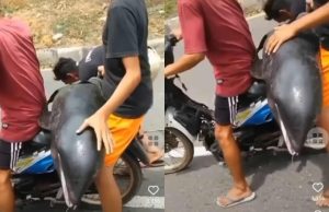Viral! Cek Fakta Lumba-lumba Terdampar Di Pantai Daerah NTB