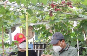 Dengan Bersepeda, Walikota dan Wakil Walikota Metro Kunjungi Kampung Anggur