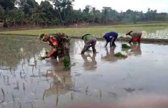 Serda Agus Saputra Dan Fan Kelompok Tani Percepat Masa Tanaman Padi