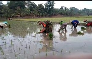 Percepat Masa Tanaman, Babinsa Koramil Palas Bantu Petani Desa Bakti Rasa Kec. Sragi