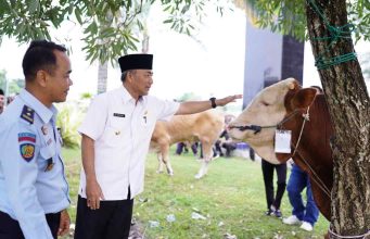 Salurkan Bantuan Hewan Kurban Sapi Limosin dan Brahman di Muba