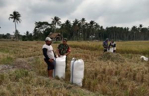 Wujudkan Ketahanan Pangan, Babinsa Kodim 0421/Ls Bantu Petani Panen Padi