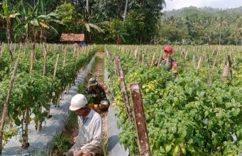 Babinsa Kodim 0421/LS Aktif Lakukan Pendampingan Pada Petani Cabe