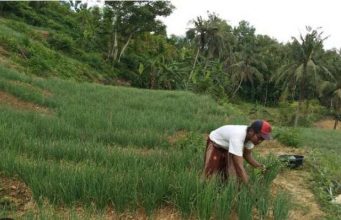 Harga Bawang Merah Anjlok, Petani di Sumenep Merugi