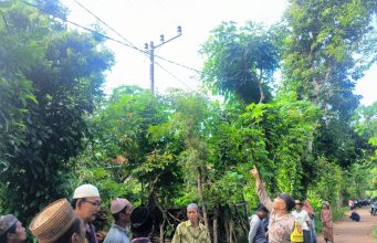 Nahas! Pria di Sumenep Tersengat Listrik Saat Mencari Pakan Ternak di Atas Pohon