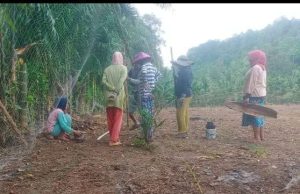 Melangkah untuk maju desa Tanjung Dalam Tanam Jagung Ketahan Pangan Tahap Pertama