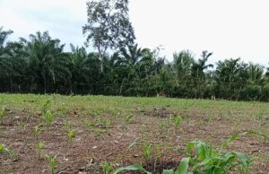 Sejahterakan Masyarakat Ketahanan Pangan Tanjung Dalam, Berikut Perkembangannya
