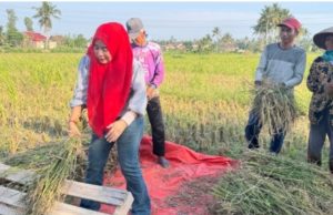 Peringati Hari Tani, DPRD Fraksi PDI Perjuangan Rosdiana Ikut Panen Bersama Petani