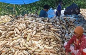 Pengurus Ketahanan Pangan Desa Tanjung Dalam Ajak Warga Panen Jagung
