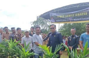 Mardianto,S.A.P ,M.A.P. Hadiri Pemda Kaur Serahkan Bibit Sawit Gratis Kepada Masyarakat