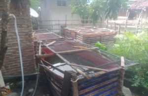 Budidaya Ikan Lele, Langkah Cerdas Ketahanan Pangan Desa Tanjung Dalam