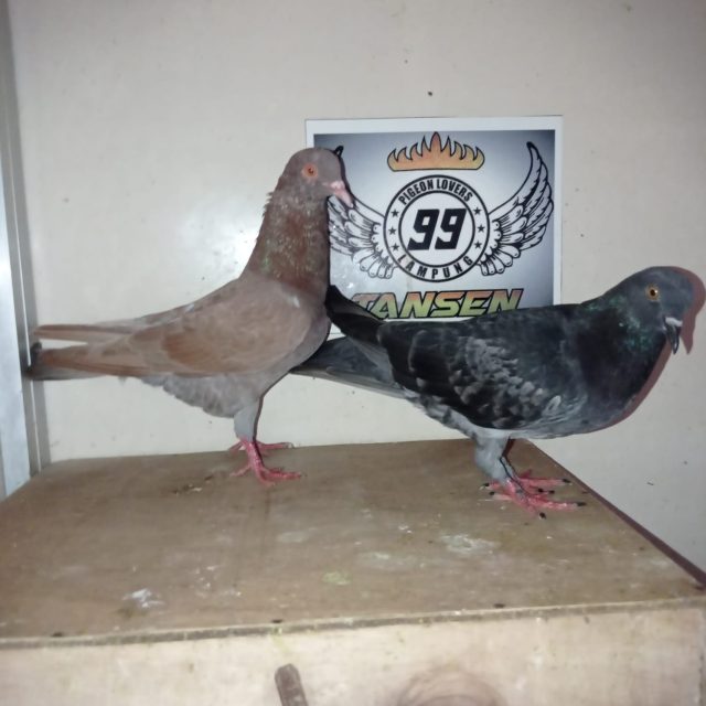 IMG-20260309-WA0005