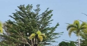 Apel Pagi, Bupati Tekankan ASN Tetap Fokus Kerja dan Disiplin Jelang perayaan HUT RI ke-81